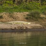 2024-10 - Népal - J11 - Parc National de Chitwan - 081